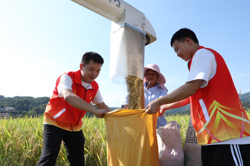 農民正在利用收割機搶收水稻。