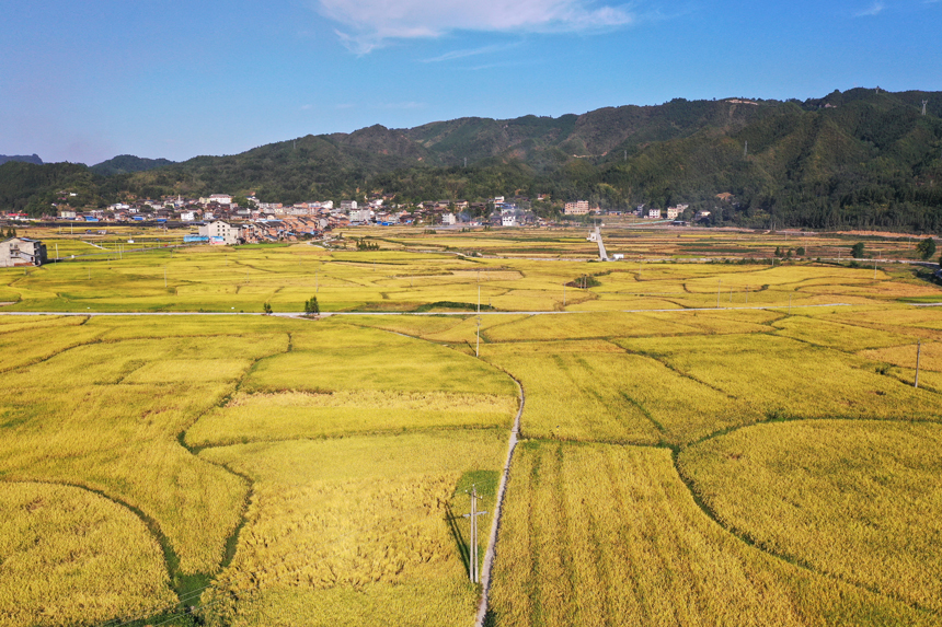 水稻成熟，田间地头一派金黄的丰收景象。