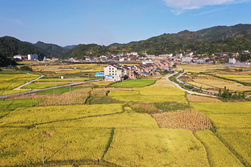 水稻成熟，田間地頭一派金黃的豐收景象。