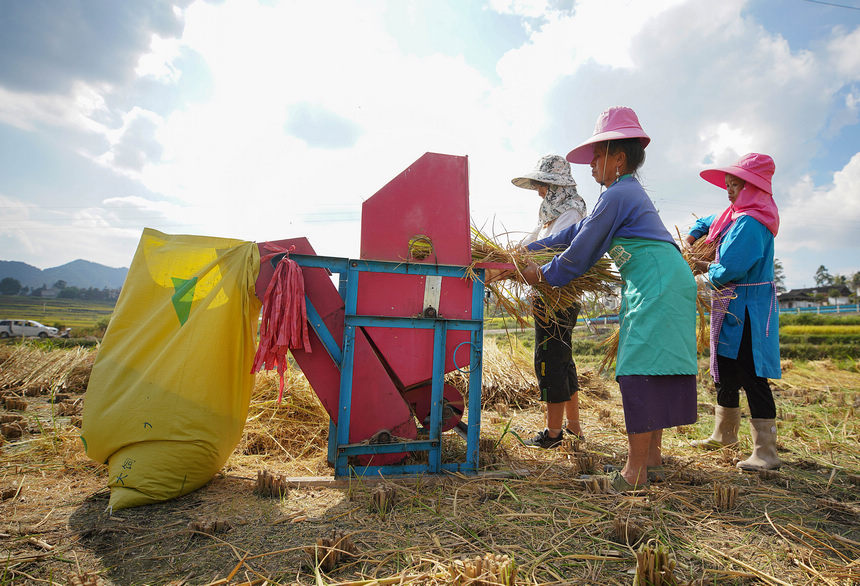 9月14日，村民在给稻谷脱粒。
