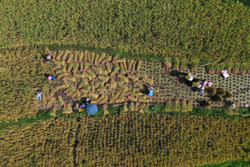 9月14日，村民在收割水稻（无人机照片）。