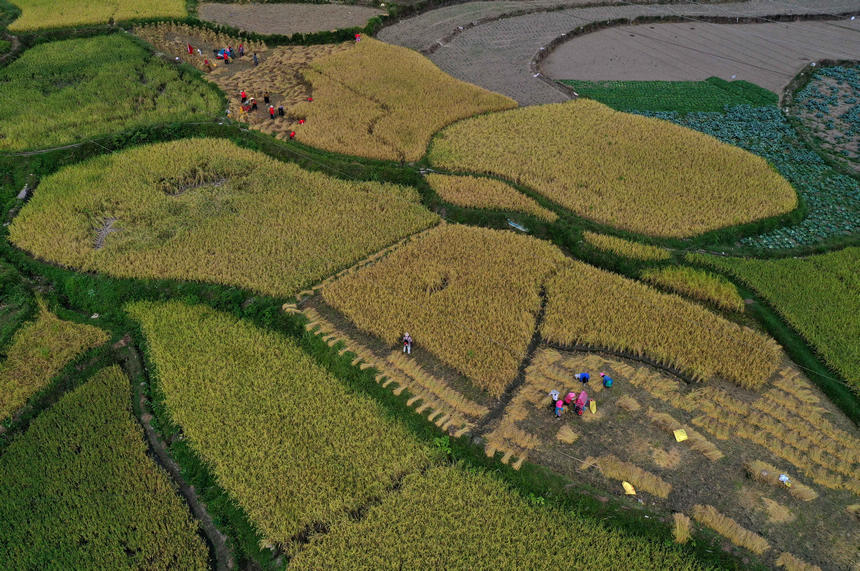 9月14日，村民在收割水稻（無人機照片）。