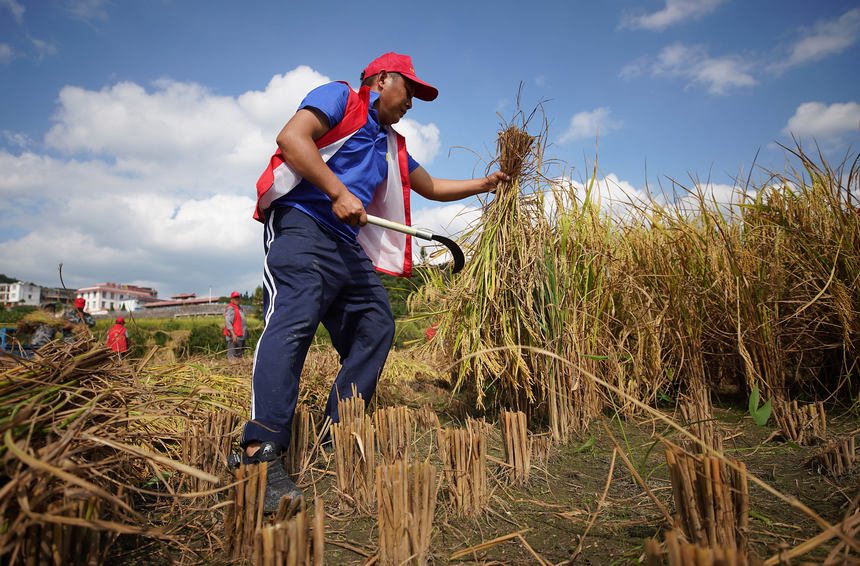 9月14日，党员志愿者帮助村民收割水稻。