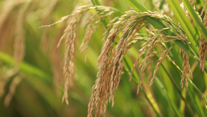9月14日，貴州省大方縣小屯梯田顆粒飽滿的稻穗。周訓貴攝