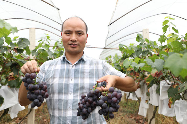 葡萄种植大户代国权正在采摘葡萄。陈敏摄