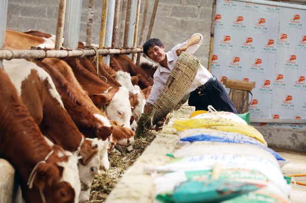 贵州威宁38万余头肉牛膘肥体壮。