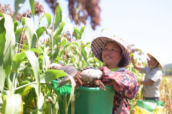 1、在岑巩县天马镇杜麻村高粱种植基地里，村民杨建妹正在捡拾高粱穗。（唐鹏 摄）