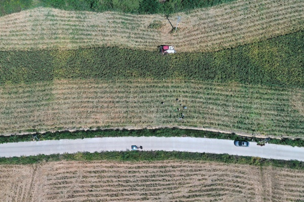 5、在岑巩县天马镇杜麻村高粱种植基地里，收割机正在收割高粱，留守妇女们跟随其后捡拾高粱穗。（唐鹏 摄）