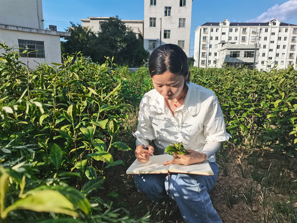 农技人才田艺在茶叶基地核实分析茶叶产业数据。