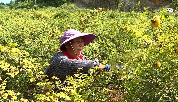 工人採摘刺梨1（李盛攝）