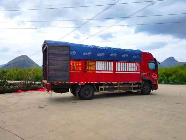 9月17日，安順市金雞農庄生態農業發展有限公司捐贈物資正在裝車。
