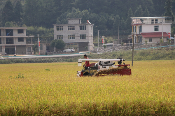 收割机正在收割水稻。