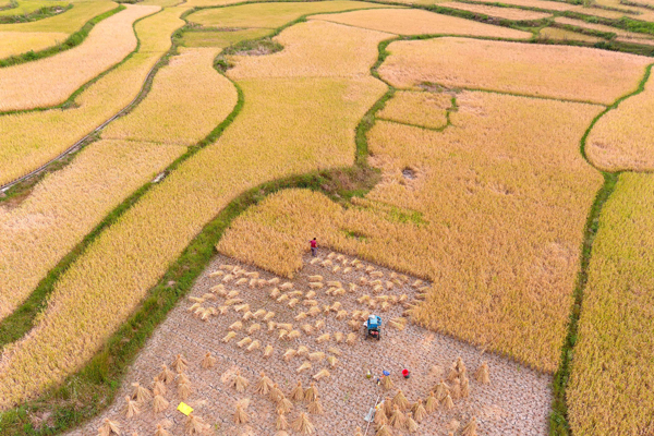 收割机在田间收割稻谷。