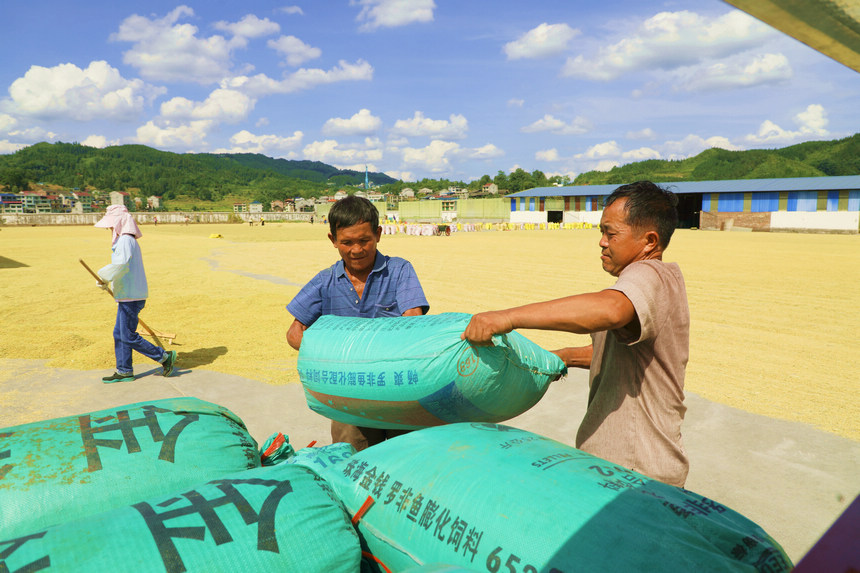 村民在搬运稻谷。