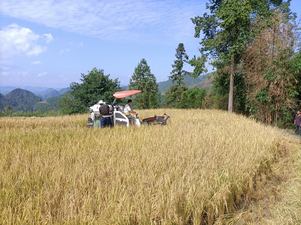 群众在抢收水稻 (2)