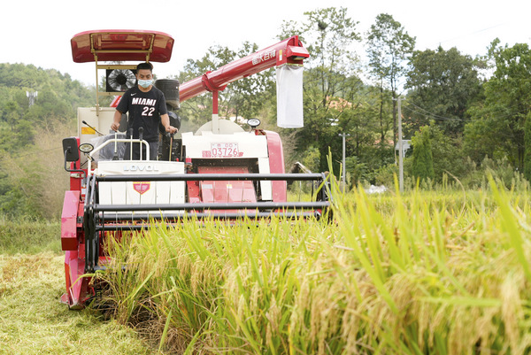 农机合作社负责人吴玉荣正在为村民收割稻谷。