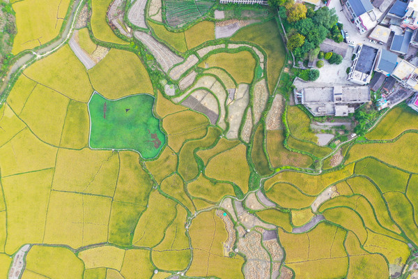 貴州獨山金黃的稻田。