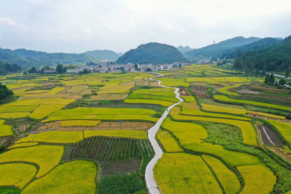 贵州独山金色稻田。