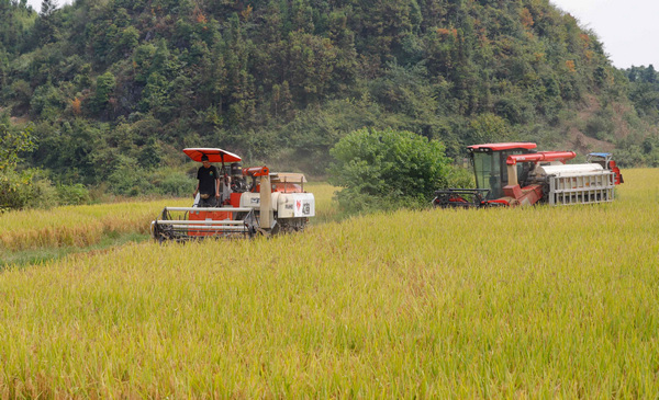 貴州獨山水稻機械搶收開鐮。