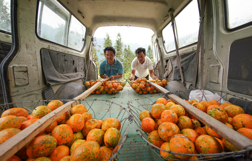 9月20日，村民把采摘的吊瓜装车。 