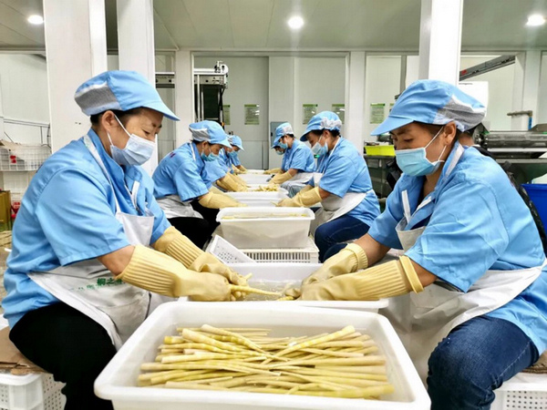 工人们正忙着制作水煮笋产品。