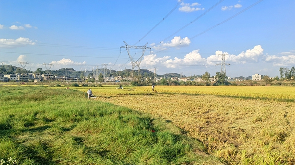 截至目前已收割1300畝水稻。姜繼恆攝
