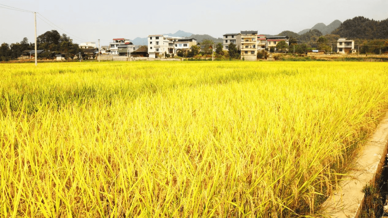 塘头坝区金色的稻田。肖月摄