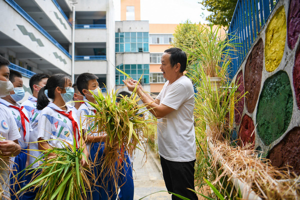 9月19日，凱裡市第四小學科學老師向同學們講解水稻的生長過程。