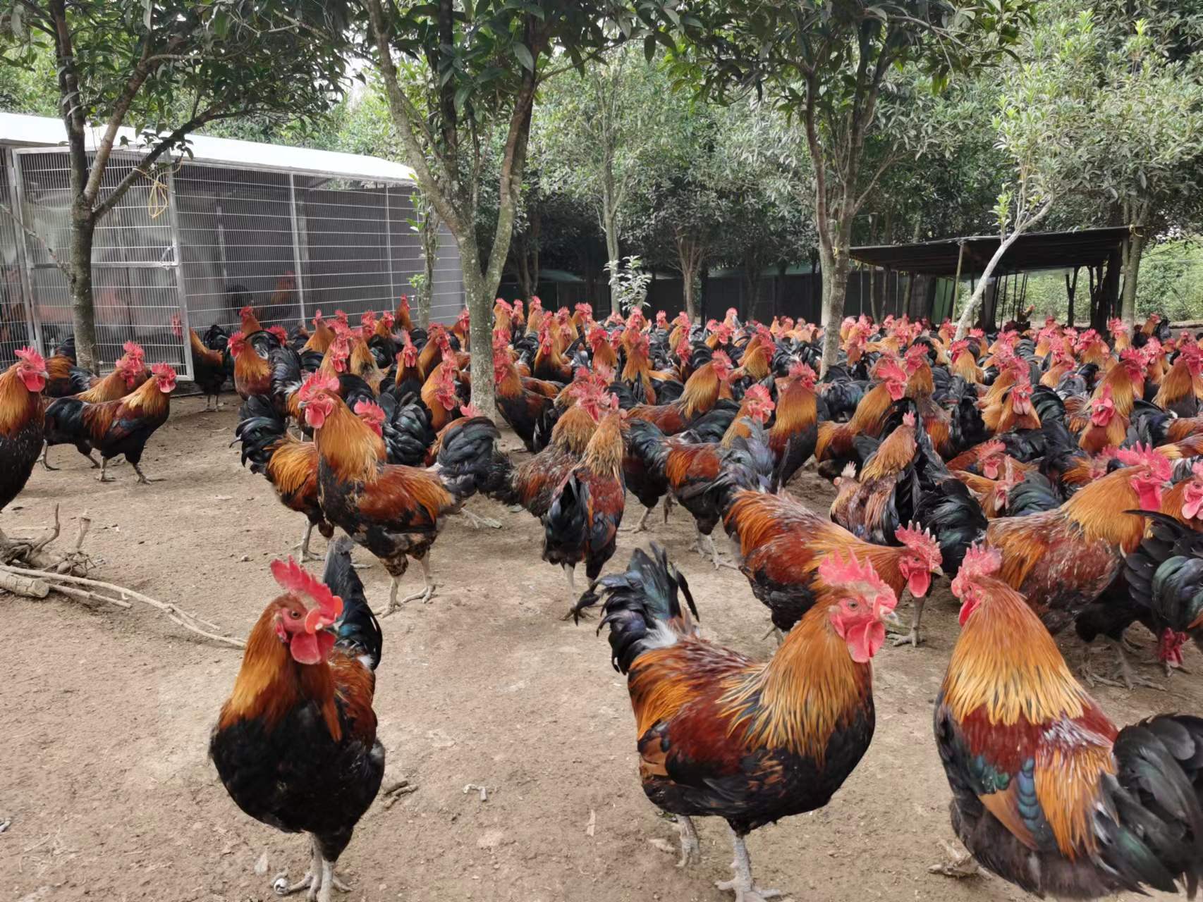 大方县雨冲乡金星村瑶鸡养殖基地内的瑶鸡。