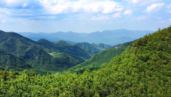 桐梓县的方竹林面积已突破100万亩。