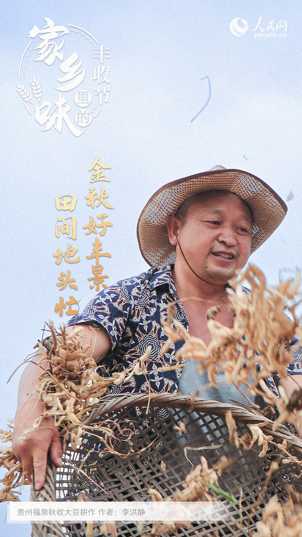 貴州福泉的大豆迎來豐收。