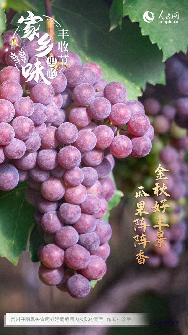貴州開陽縣成熟的葡萄。