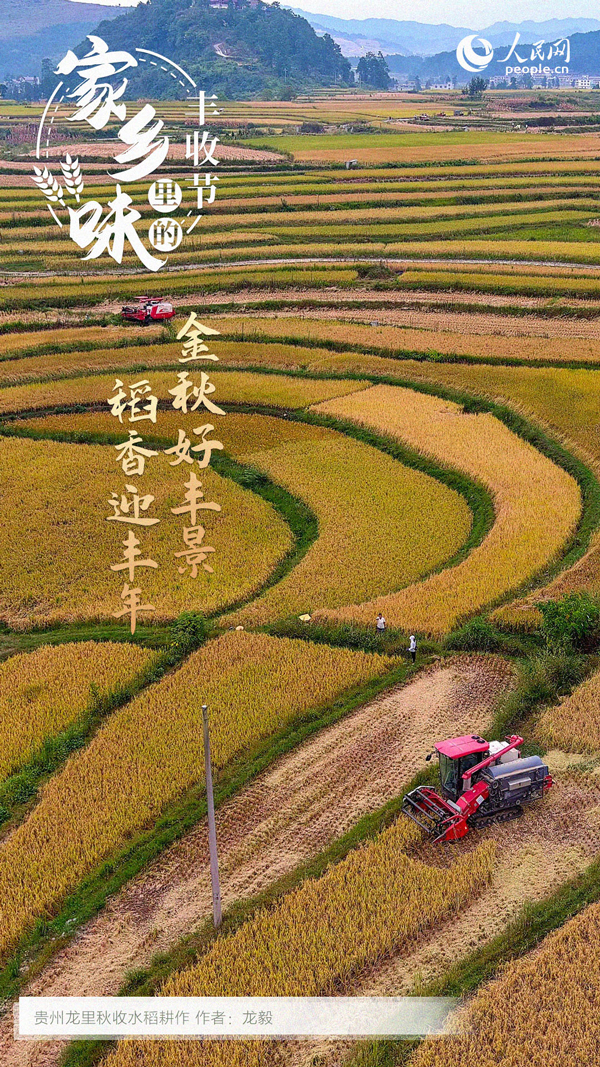 貴州龍裡縣成片的稻谷。