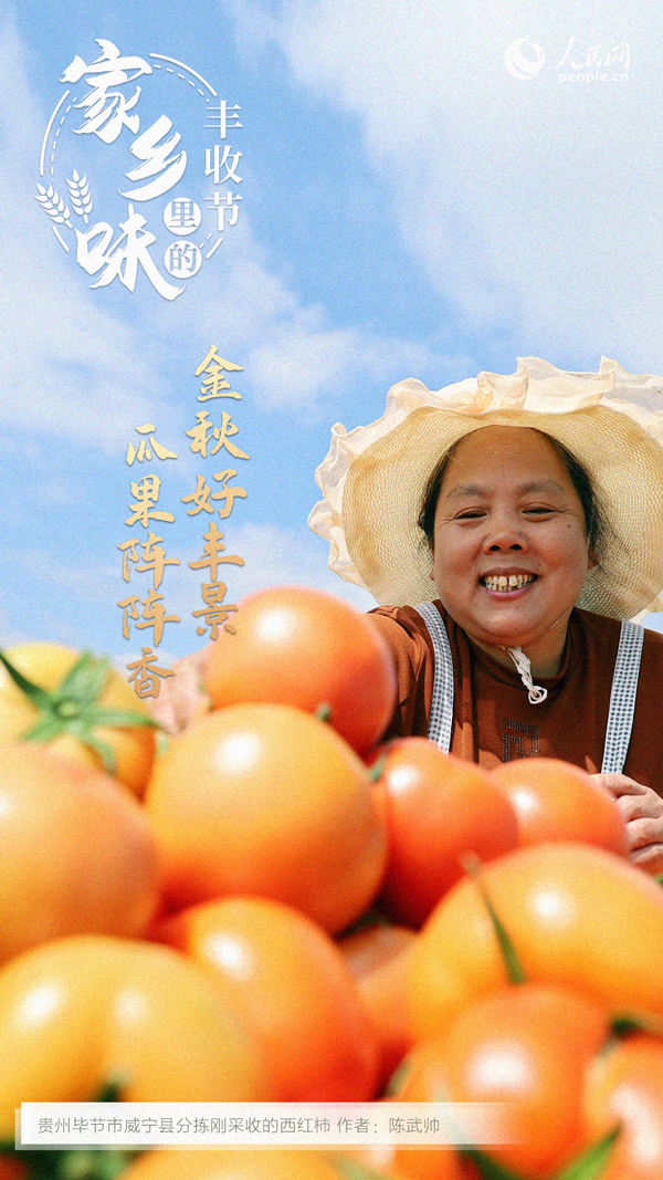 貴州威寧縣成熟的西紅柿。