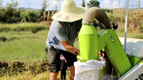 農機助力村民收割水稻。姜繼恆攝