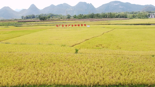 圖為馬廠水稻豐收場景。張朝麗攝