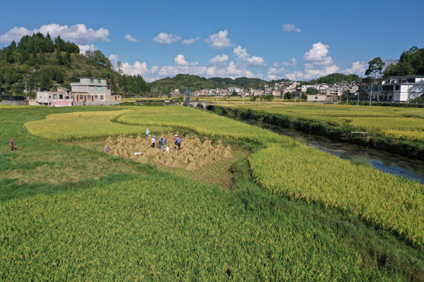 6 图为果寨村村民正在收割水稻。镇宁县融媒体中心供图