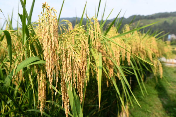 贵州省榕江县寨蒿镇三洲村的“巨型稻”。