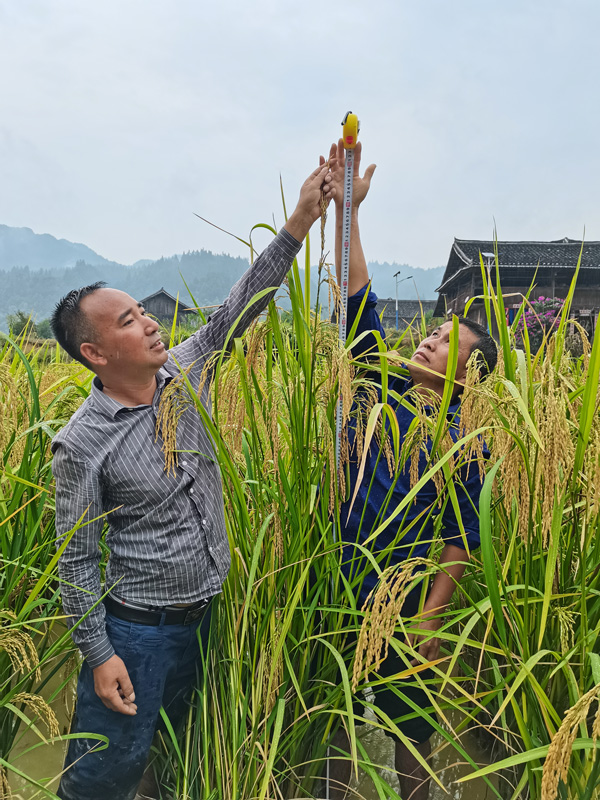 榕江县寨蒿镇三洲村村民在测量“巨型稻”植株高度。