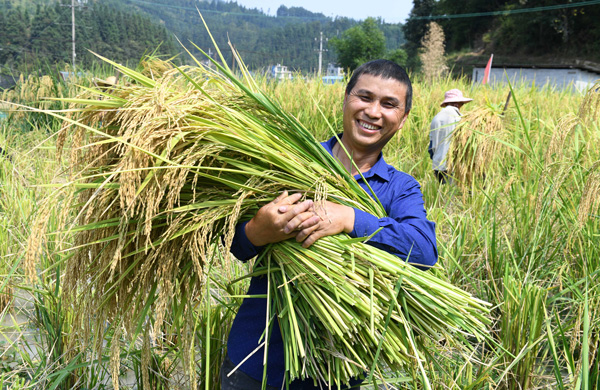 贵州省榕江县寨蒿镇三洲村村民在收割“巨型稻”。
