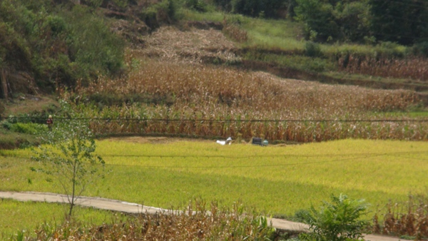 圖為：成熟的稻谷和玉米