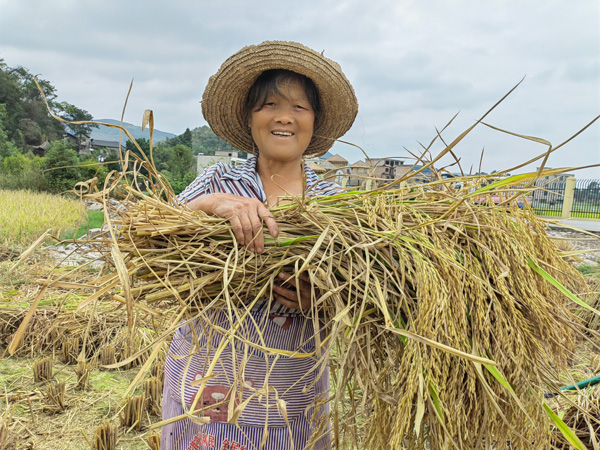 平坝水稻喜迎丰收 ，村民喜笑颜开。 