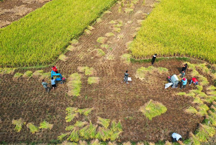 黨員干部在幫助群眾收割水稻。 