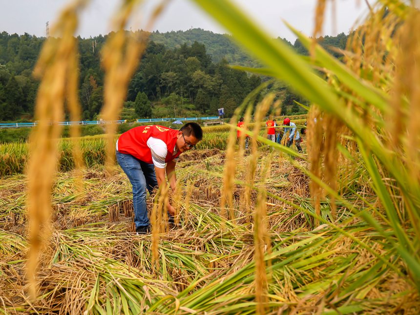 黨員干部在幫助群眾收割水稻。