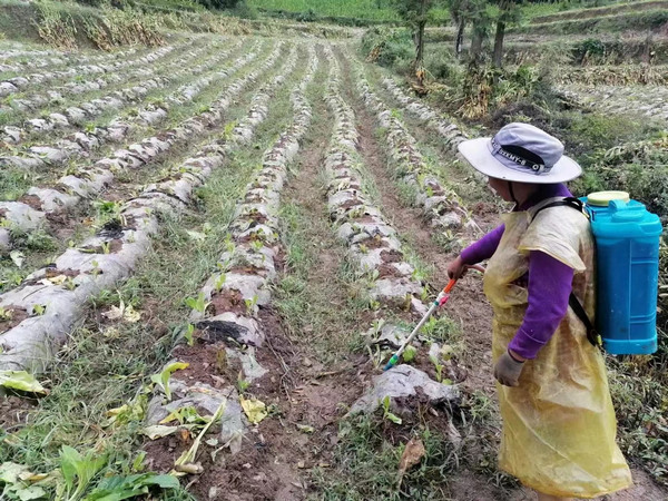 金沙县桂花乡群众加强抗疫保供蔬菜管理。