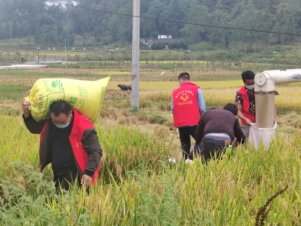 龙山镇组织志愿者帮助缺劳动力的家庭收割水稻。
