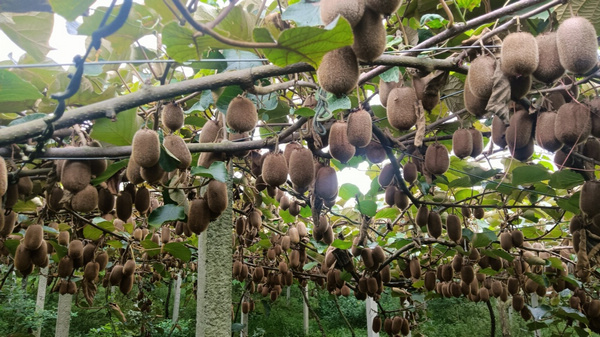 獼猴桃產業園果實累累綴滿枝頭。姜繼恆攝