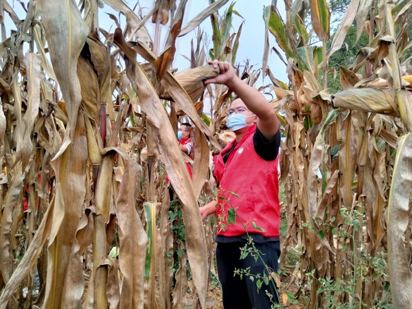 洗马镇组织志愿者帮助困难群众收割玉米。
