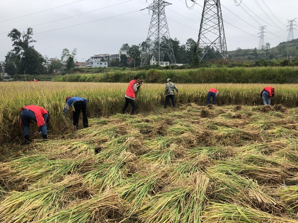 醒狮镇组织志愿者为群众抢收水稻。
