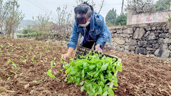 村民正在种青菜。杜开雪摄